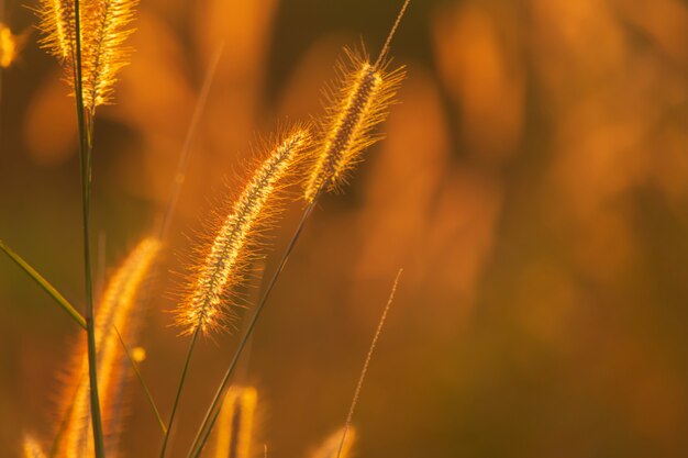 Poaceaegrasblume in den Strahlen des steigenden Sonnenunterganghintergrundes.