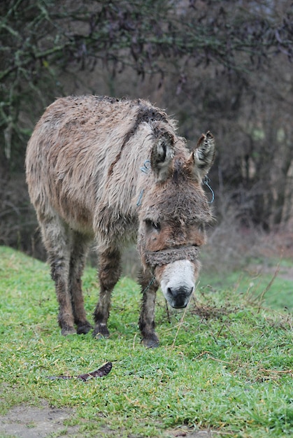 Pobre burro mojado en la lluvia.