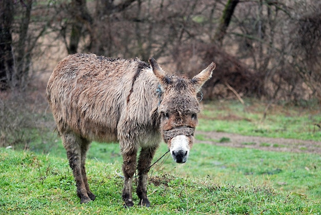 Pobre burro mojado en la lluvia