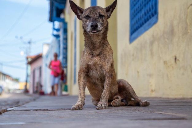 Pobre cão sem-teto indesejado nas ruas da cidade velha de Trinidad Cuba