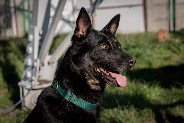 Pobre cão vira-lata no abrigo