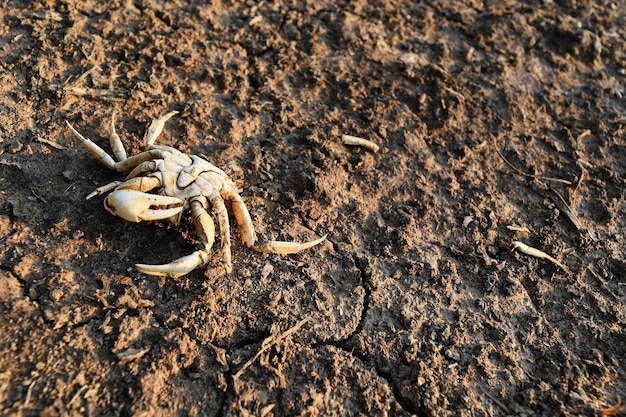 Pobre caranguejo morto sozinho em solo seco depois de menos água na seca
