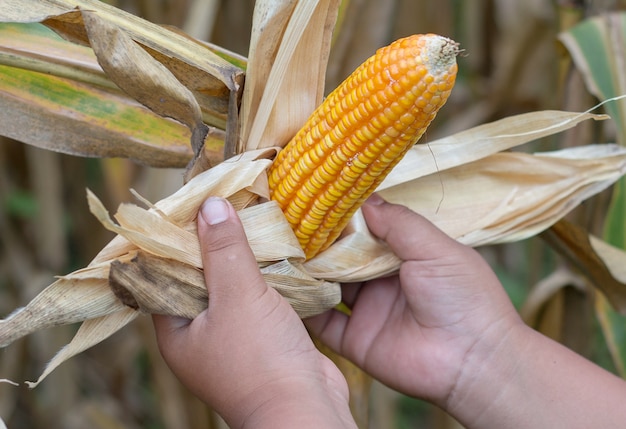 Pobre chico asiático comprobar y cosechar su maíz en el campo de maíz en el sudeste de Asia