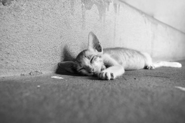 Pobre gatinho dormir no chão sujo em preto e branco