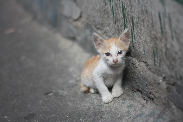 Pobre gatito naranja blanco solo sin mamá parada al lado de la pared sucia cerca del canal