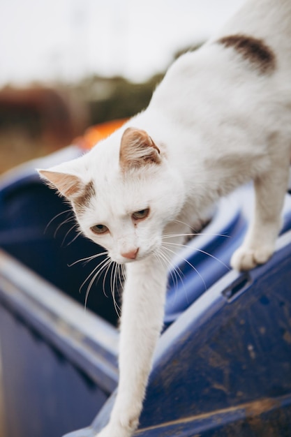 Pobre gato callejero en busca de comida sube a los botes de basura