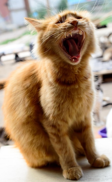 Pobre gato em um abrigo privado da cidade de Odessa. Gatos perdidos e abandonados devido à guerra na Ucrânia.