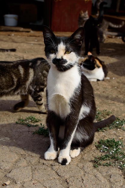 Pobre gato en un refugio privado de la ciudad de Odessa. Gatos perdidos y abandonados debido a la guerra en Ucrania.