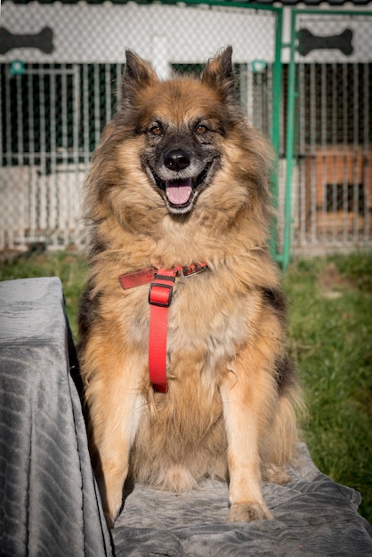 Pobre perro callejero en el refugio