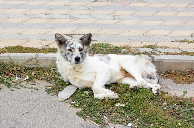 Pobre perro sin hogar yacía en el suelo