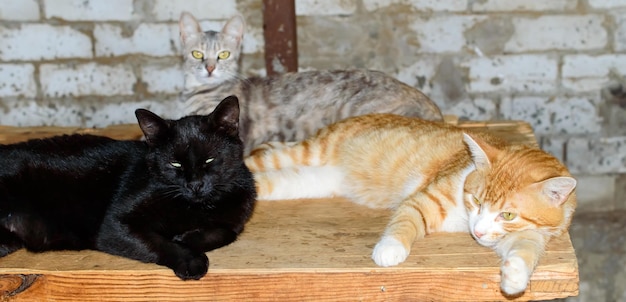 Pobres gatos en un refugio privado de la ciudad de Odessa. Gatos perdidos y abandonados debido a la guerra en Ucrania.