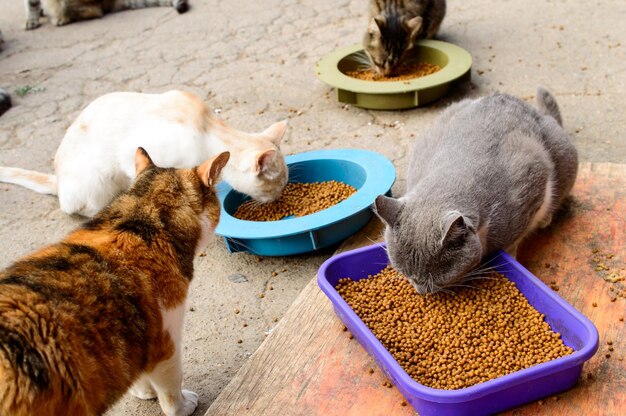 Pobres gatos en un refugio privado de la ciudad de Odessa. Gatos perdidos y abandonados debido a la guerra en Ucrania.