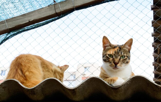 Pobres gatos en un refugio privado de la ciudad de Odessa. Gatos perdidos y abandonados debido a la guerra en Ucrania.