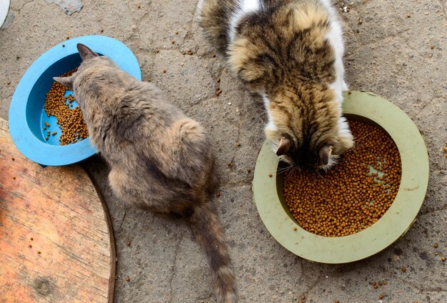 Pobres gatos en un refugio privado de la ciudad de Odessa. Gatos perdidos y abandonados debido a la guerra en Ucrania.