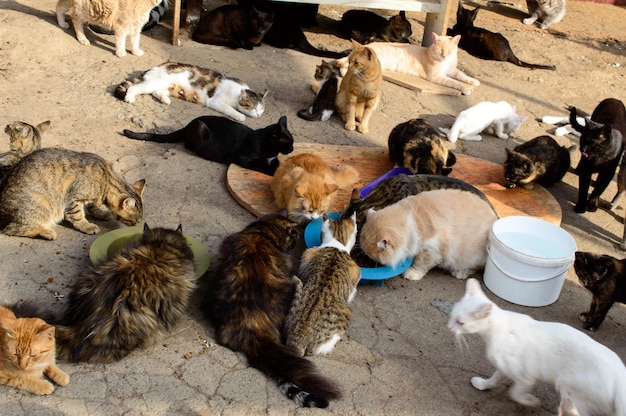 Pobres gatos en un refugio privado de la ciudad de Odessa. Gatos perdidos y abandonados debido a la guerra en Ucrania.