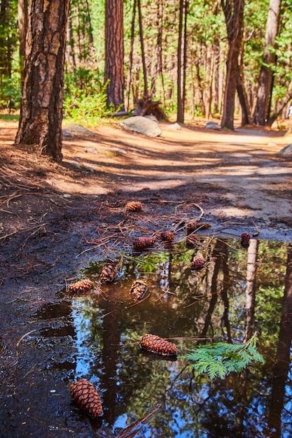 Poça cheia de pinhas na trilha de caminhada na bela floresta