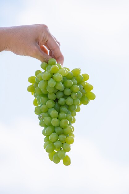 Época de colheita, cacho de uvas frescas na mão humana. Uvas maduras e suculentas em um fundo do céu