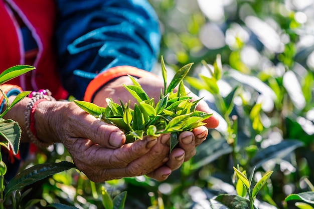 Poca hoja de té verde en la mano.