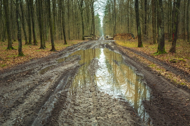 Poça na estrada enlameada na floresta