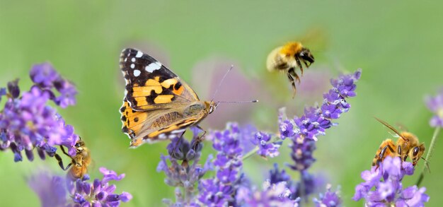 Pocas abejas y mariposas en flores de lavanda en vista panorámica