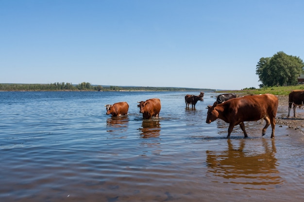Pocas vacas están de pie en el río en la calurosa tarde de verano.