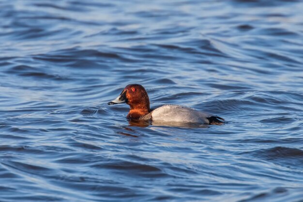 Pochard común macho nadando en el lago Aythya ferina