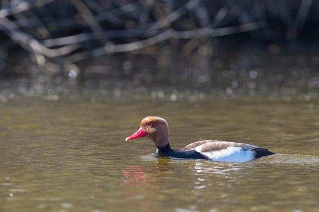 Pochard Redcrested Netta rufina Málaga Espanha