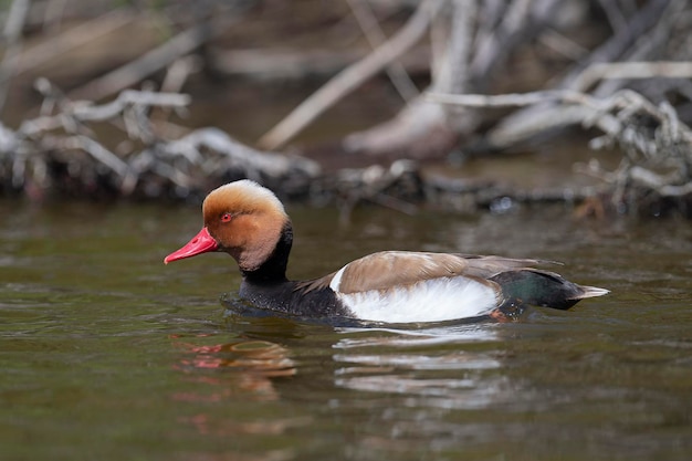 Pochard Redcrested Netta rufina Málaga Espanha