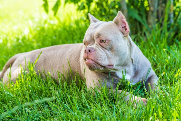 Pocket lila Farbe American Bully Dog Draufsicht draußen