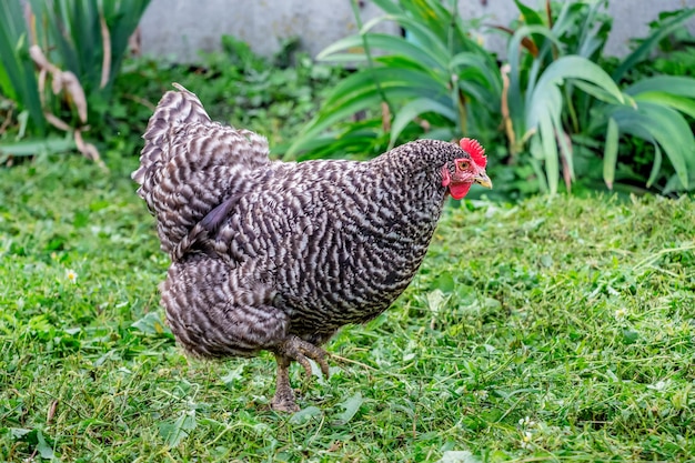 Pockmarked Chicken Plymutrok im Garten inmitten der grünen Vegetation