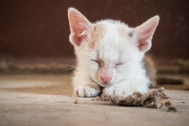 un poco pobre gato y telaraña.