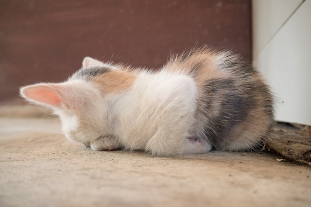 un poco pobre gato y telaraña.