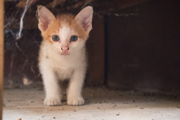 un poco pobre gato y telaraña.