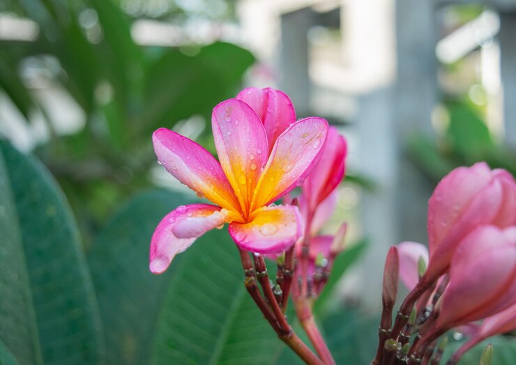un poco de rocío en las flores de frangipani por la mañana