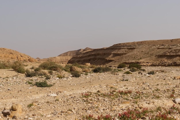 Un poco de vegetación entre las rocas en el desierto de Judea en Israel