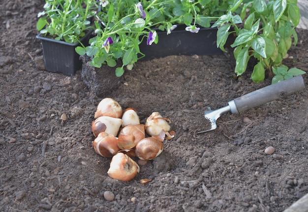 Pocos bulbos de tulipanes en el suelo con flores de viola para plantar en el jardín