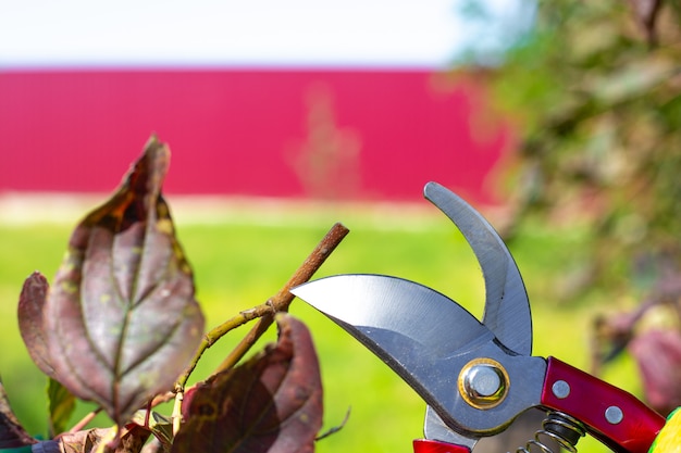 Poda de árboles y arbustos en otoño con tijeras de podar metálicas. Cuidado del jardín.