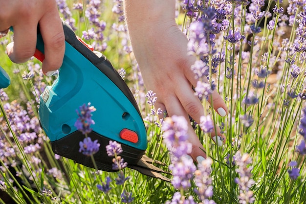 Poda y cuidado de las manos del jardinero de lavanda francesa con inflorescencias de lavanda cortadas con podadora de cerca