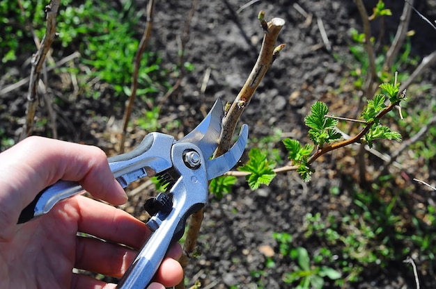 Poda de framboesas na primavera mão masculina segurando tesouras de podar em cor metálica