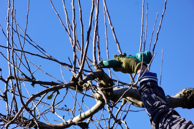 Poda de inverno de macieira com conceito de agricultura de tesoura elétrica