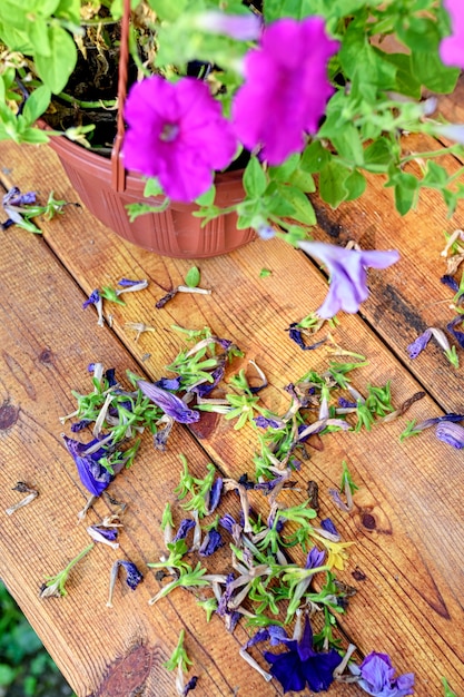 Foto poda de velhas flores de petúnia ou surfínia. uma mesa de madeira com flores secas.