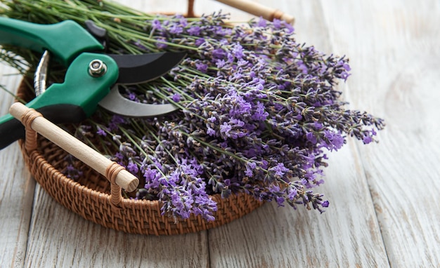 Poda estacional de lavanda.