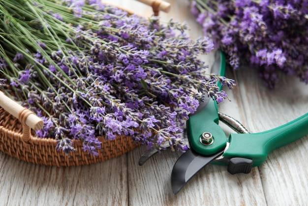 Poda estacional de lavanda.