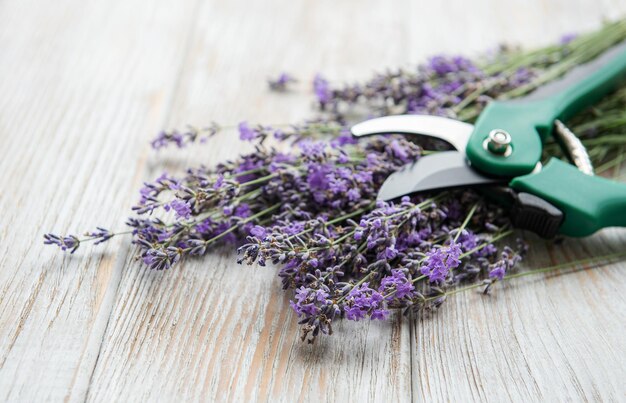 Poda estacional de lavanda.