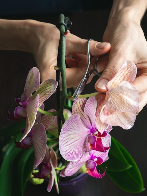 Poda de flores de orquídeas dañadas con tijeras Jardinería en el hogar Cría de orquídeas Flor seca de color púrpura intenso Insectos plagas de plantas de interior muerte de orquídeas Vista vertical