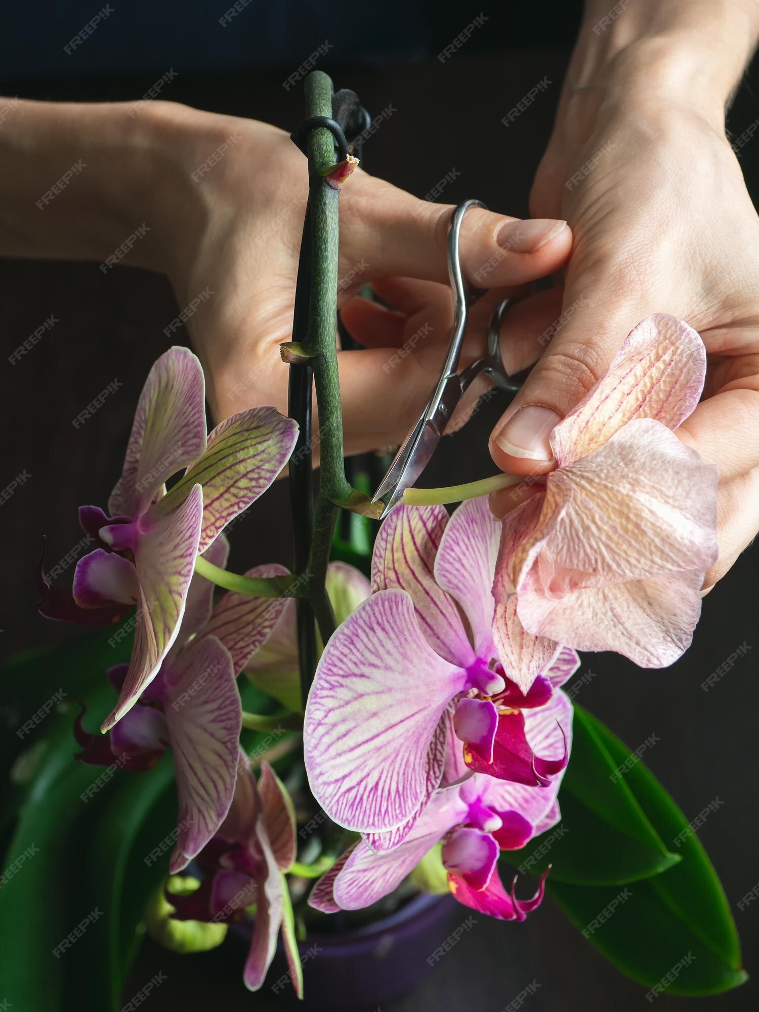 Poda de flores de orquídeas dañadas con tijeras jardinería en el hogar cría  de orquídeas flor seca de color púrpura intenso insectos plagas de plantas  de interior muerte de orquídeas vista vertical |