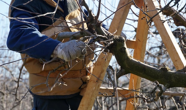 Poda de invierno del concepto de agricultura de manzano