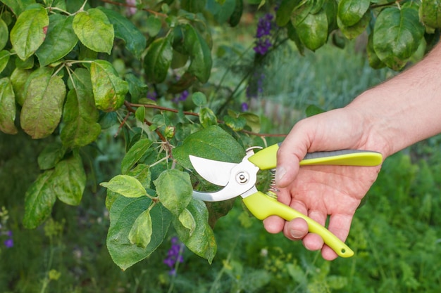 Foto poda planificada de un árbol frutal un hombre con una podadora corta las puntas de un manzano