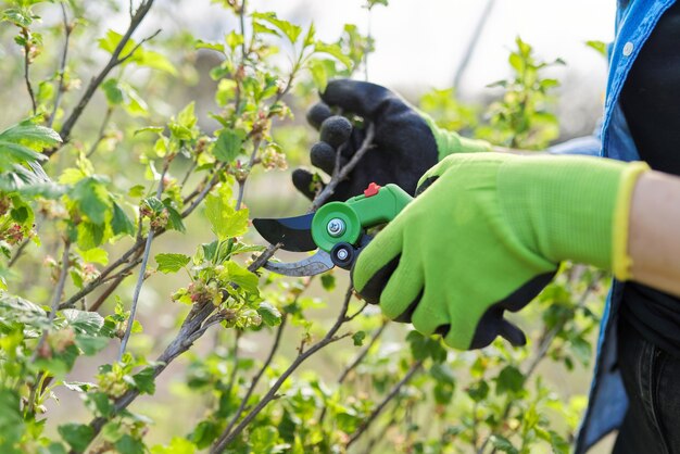 Poda de primavera de árboles frutales y arbustos de jardín, primer plano de manos enguantadas con tijeras de jardín podando ramas de grosella negra. Hobby, jardinería, concepto de granja.