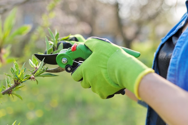 Poda de primavera de árboles frutales y arbustos de jardín, primer plano de manos enguantadas con tijeras de podar ramas de durazno. Hobby, jardinería, concepto de granja.